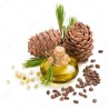 Samen Sibirische Zeder (pinus sibirica) | Seeds Shop Store