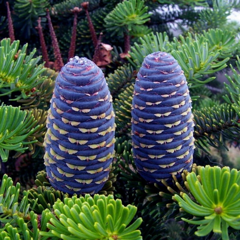 Samen Sibirische Zeder (pinus sibirica) | Seeds Shop Store