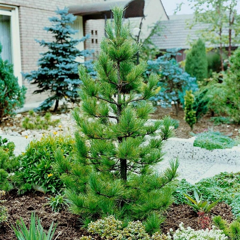 Samen Sibirische Zeder (pinus sibirica) | Seeds Shop Store