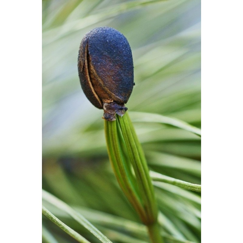 Samen Sibirische Zeder (pinus sibirica) | Seeds Shop Store
