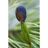 Samen Sibirische Zeder (pinus sibirica) | Seeds Shop Store