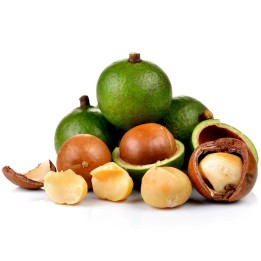 Semi di Noce Di Macadamia (Macadamia integrifolia) - 1.845