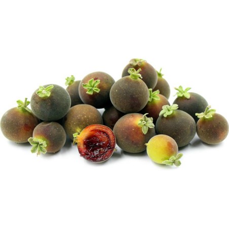 Ceylon Gooseberry Seeds (Dovyalis hebecarpa) | Seeds Shop Store