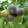 Ceylon Gooseberry Seeds (Dovyalis hebecarpa) | Seeds Shop Store