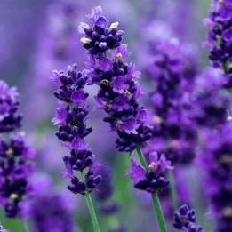 Graines de Lavandula - Lavande - 234.57915