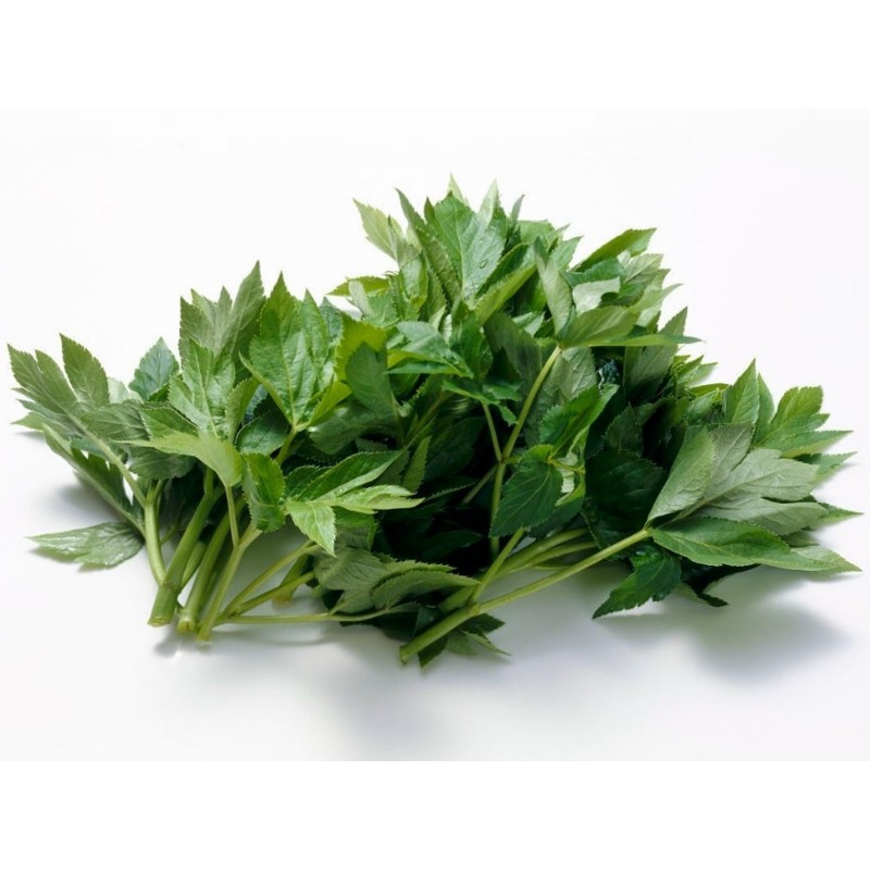 Ashitaba – Sutrasnji List Seme (Angelica keiskei) | Seeds Shop Store