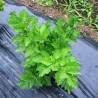 Sementes de ASHITABA (Angelica keiskei) | Seeds Shop Store