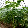 Graines de Ashitaba (Angelica keiskei) | Seeds Shop Store