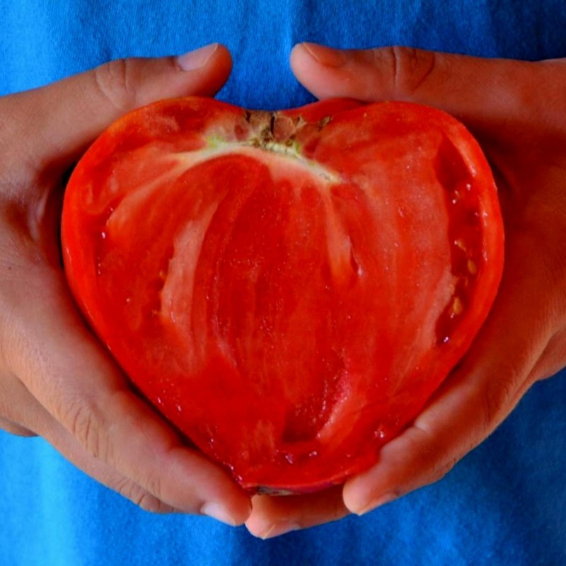 Semillas de tomate Oxheart | Seeds Shop Store