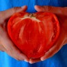 Semillas de tomate Oxheart | Seeds Shop Store
