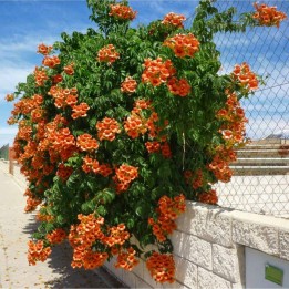 Nasiona milinu amerykańskiego (Campsis radicans) - 228.714671