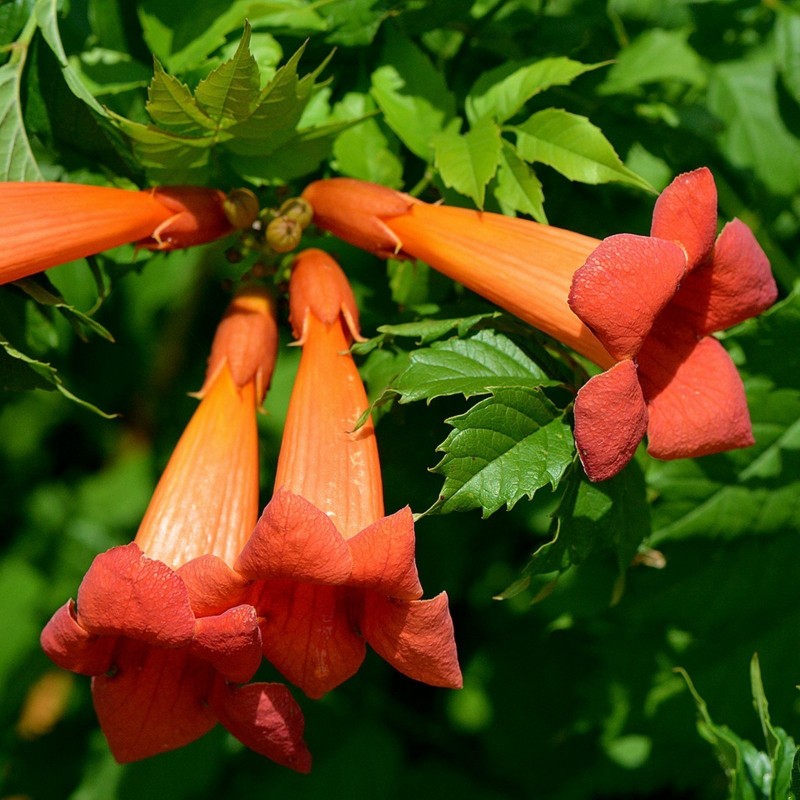 Nasiona trąbki pospolitej lub pnącza pospolitego (Campsis radicans) | Seeds Shop Store