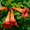Nasiona trąbki pospolitej lub pnącza pospolitego (Campsis radicans) | Seeds Shop Store