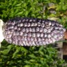 Sementes milho gigante v-p-b peruano Kuyu Chuspi | Seeds Shop Store