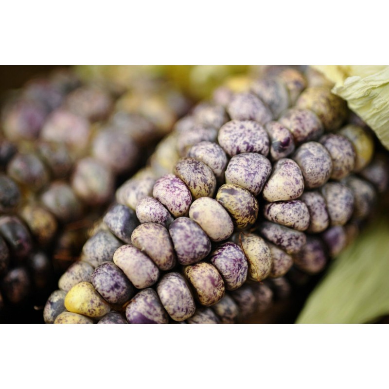 Sementes milho gigante v-p-b peruano Kuyu Chuspi | Seeds Shop Store