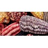 Sementes milho gigante v-p-b peruano Kuyu Chuspi | Seeds Shop Store