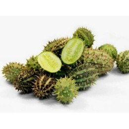 African Horned Cucumber seeds (Cucumis zambianus) - 1.755