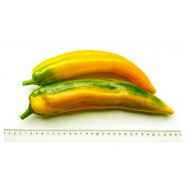 Marconi Golden sweet pepper seeds - 1.485