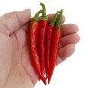 Semillas de Chile RING OF FIRE | Seeds Shop Store