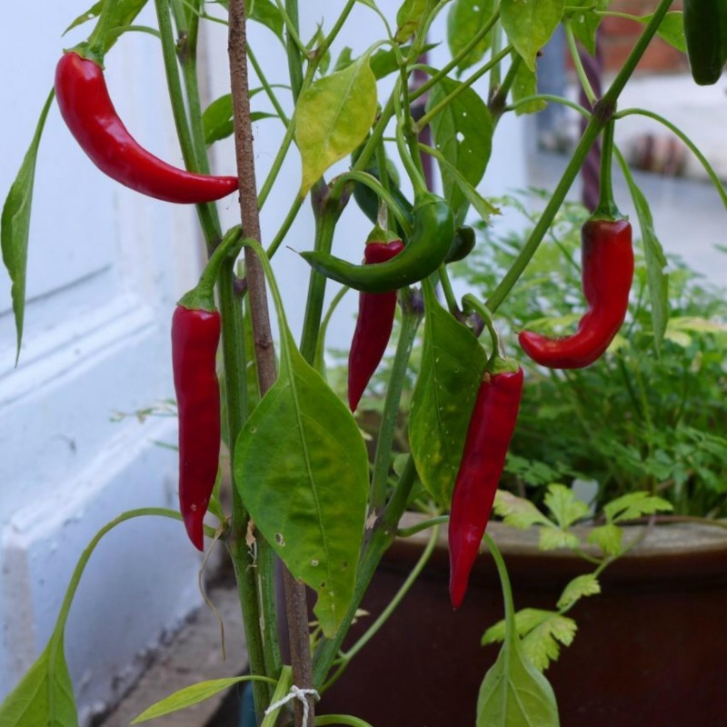 Semillas de Chile RING OF FIRE | Seeds Shop Store