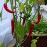 Semillas de Chile RING OF FIRE | Seeds Shop Store