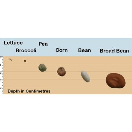 Seeds Gallery Depth Planting Guide