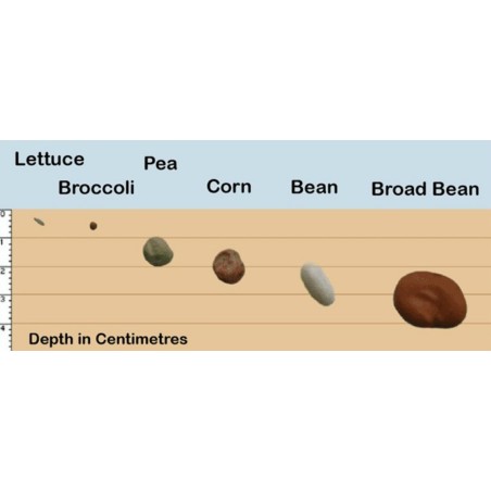 Seeds Gallery Οδηγός φύτευσης βάθους | Seeds Shop Store