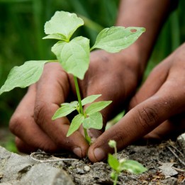 Seeds Gallery Profondeur Guide de plantation - 0