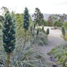 Semi blu di Puya (Puya berteroniana) | Seeds Shop Store