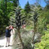 Semi blu di Puya (Puya berteroniana) | Seeds Shop Store