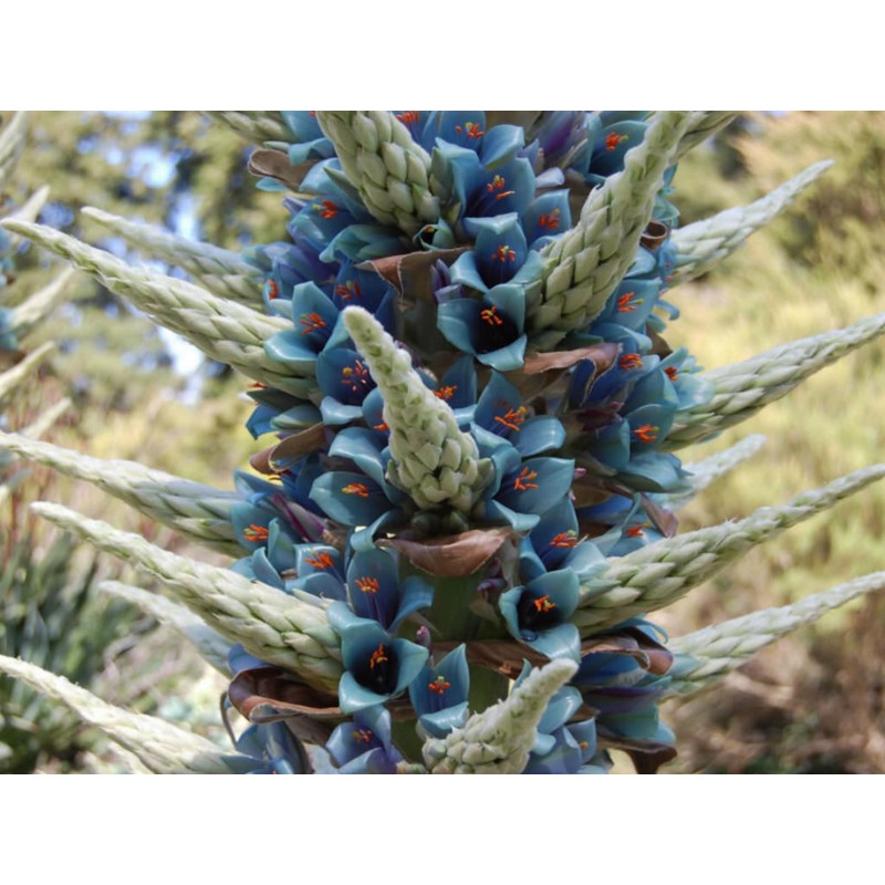 Semi blu di Puya (Puya berteroniana) | Seeds Shop Store