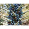 Semi blu di Puya (Puya berteroniana) | Seeds Shop Store