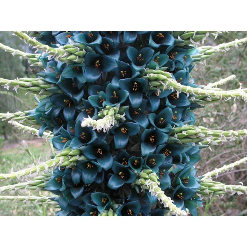Semi blu di Puya (Puya berteroniana) | Seeds Shop Store