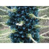 Semi blu di Puya (Puya berteroniana) | Seeds Shop Store