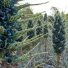 Semi blu di Puya (Puya berteroniana) | Seeds Shop Store