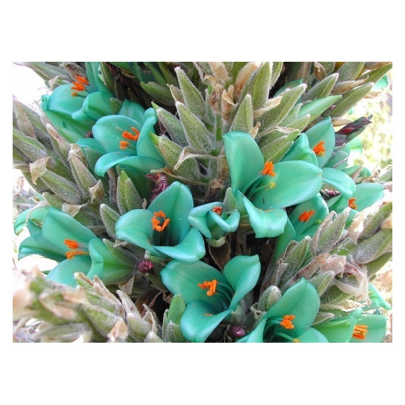 Semi blu di Puya (Puya berteroniana) | Seeds Shop Store