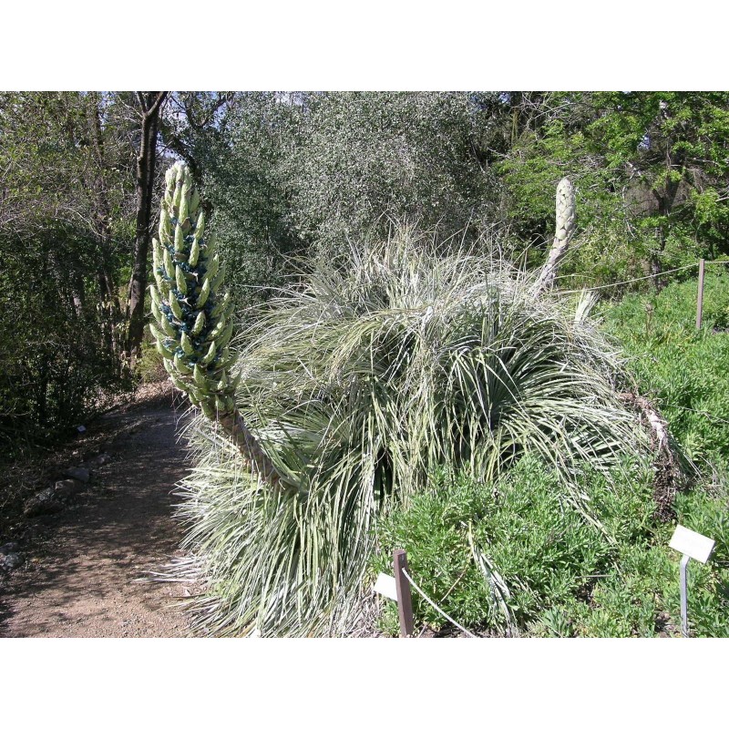 Semi blu di Puya (Puya berteroniana) | Seeds Shop Store