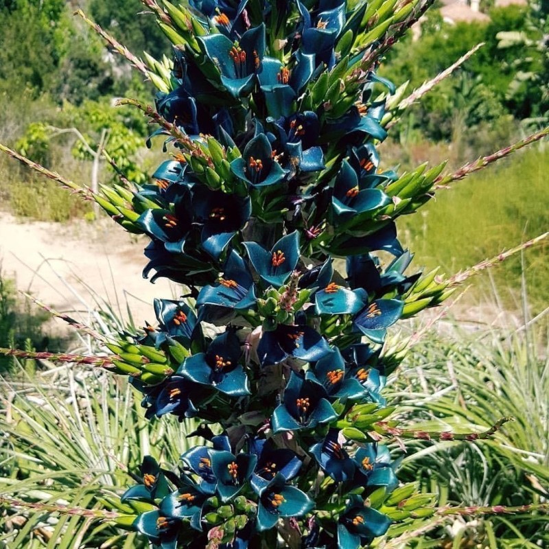 Semi blu di Puya (Puya berteroniana) | Seeds Shop Store