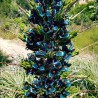 Semi blu di Puya (Puya berteroniana) | Seeds Shop Store