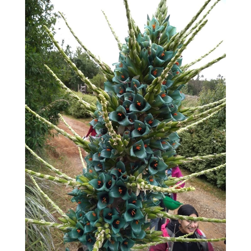 Semi blu di Puya (Puya berteroniana) | Seeds Shop Store