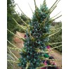 Semi blu di Puya (Puya berteroniana) | Seeds Shop Store