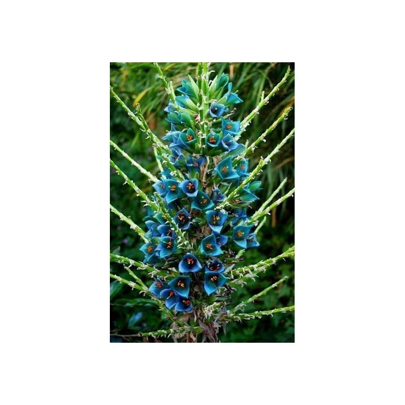 Semi blu di Puya (Puya berteroniana) | Seeds Shop Store