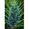Semi blu di Puya (Puya berteroniana) | Seeds Shop Store