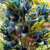 Semi blu di Puya (Puya berteroniana) | Seeds Shop Store
