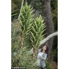 Semi blu di Puya (Puya berteroniana) | Seeds Shop Store
