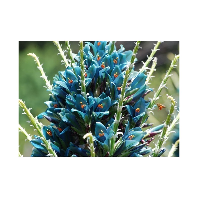 Semi blu di Puya (Puya berteroniana) | Seeds Shop Store