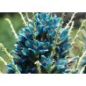 Semi blu di Puya (Puya berteroniana) | Seeds Shop Store