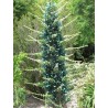 Semi blu di Puya (Puya berteroniana) | Seeds Shop Store
