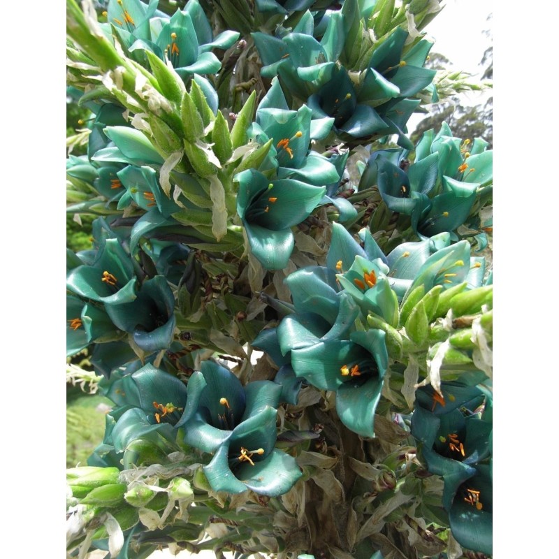 Semi blu di Puya (Puya berteroniana) | Seeds Shop Store