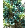 Semi blu di Puya (Puya berteroniana) | Seeds Shop Store